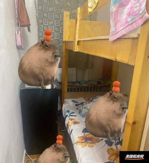 租房缩略图